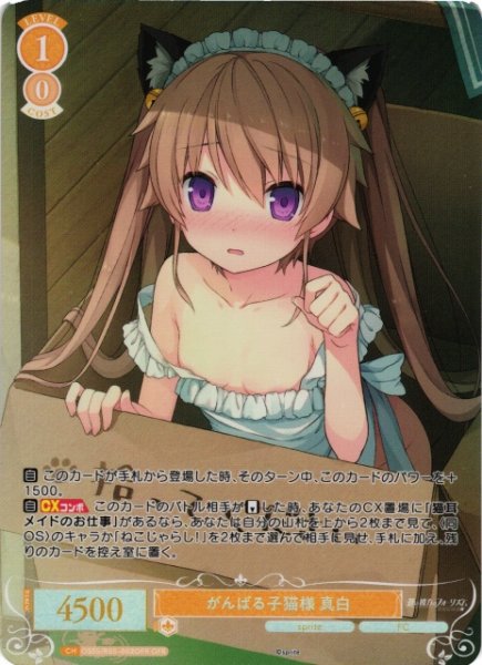 画像1: 【WSR】がんばる子猫様 真白【OFR】OS05/R05-002OFR (1)